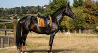 Vente de cheval : Balthazar